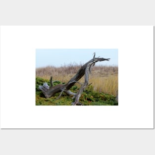 Coastal Driftwood Posters and Art